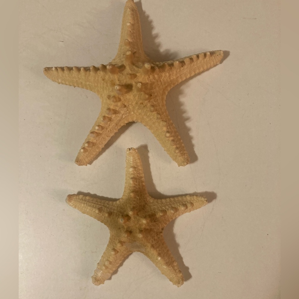 Starfish Sea Shells